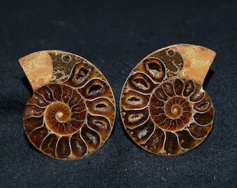 Genuine Small Polished Fossil Ammonite Matched Pair
