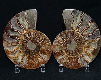 Large Fossil Ammonite Matched Pair (Cleoniceras Cleon)