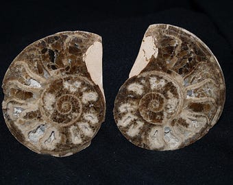 Genuine Polished Fossil Ammonite Matched Pair (Choffaticeras Segne)