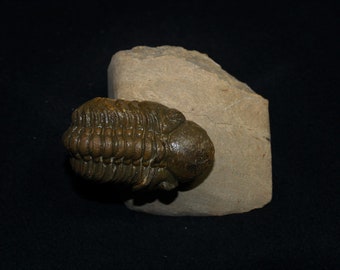 Genuine Fossil Trilobite (Reedops Cephalotes)