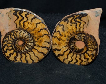 Genuine Polished Fossil (Black) Ammonite Matched Pair