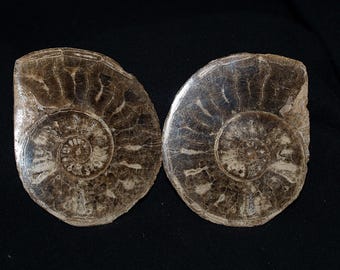 Genuine Polished Fossil Ammonite Matched Pair (Choffaticeras Segne)