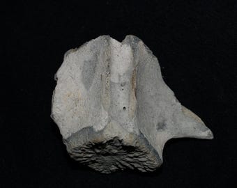 USA Genuine Fossil Porpoise Vertebra