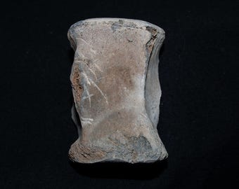 USA Genuine Fossil Porpoise Vertebra