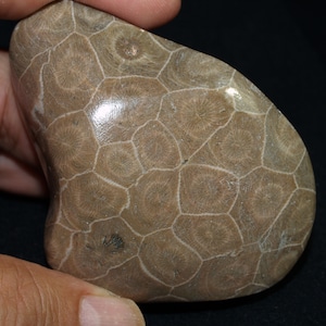 May include: A polished fossil stone with a distinctive pattern of circular shapes and a light brown hue. The stone is held in a hand, highlighting its size and texture. The fossil has a natural, organic appearance, with a smooth surface.