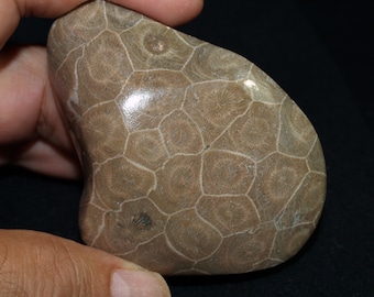 Polished Fossil Coral Free Form (actinocyathus)