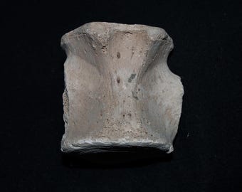 USA Genuine Fossil Porpoise Vertebra