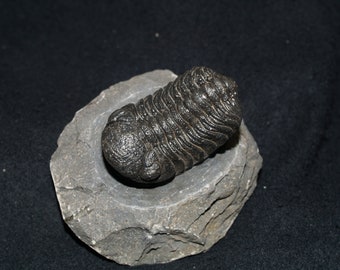 Genuine Fossil Trilobite (Morocops sp.)