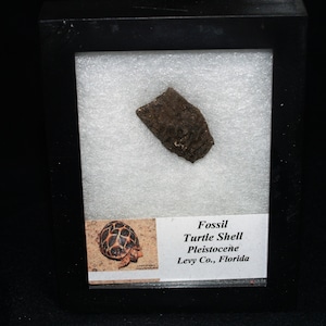 May include: A framed fossil turtle shell from the Pleistocene epoch, found in Levy County, Florida. The shell is brown and has a rough texture. The frame is black and has a white background.