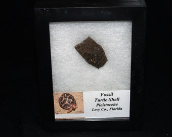 Fossil Turtle Shell Fragment (app. 2 Mil. Yrs.)