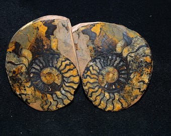 Genuine Polished Fossil (Black) Ammonite Matched Pair
