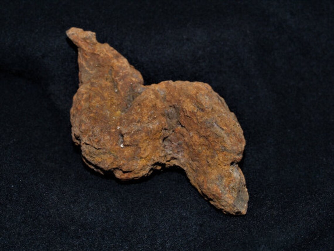 turtle coprolite