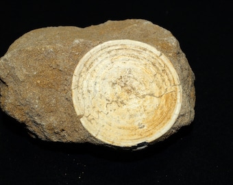 Fossil Shark Vertebra (otodus obliquus) in Matrix