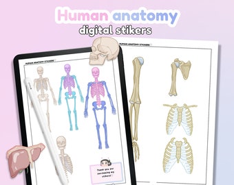 Adesivos digitais de anatomia humana | Adesivos GoodNotes | Adesivos de notabilidade | Download de arquivo PNG | Adesivos para anotações, planejamento, estudo / ipad