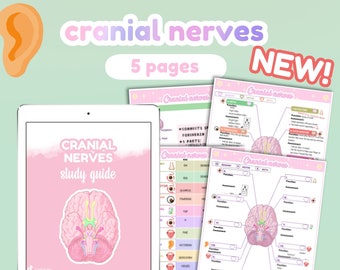 Cranial Nerves study guide + Worksheet | 5 pages | functions  | assessment