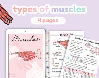 Types of muscles anatomy, musculoskeletal system, autonomic and somatic nervous system | anatomy notes, study guides