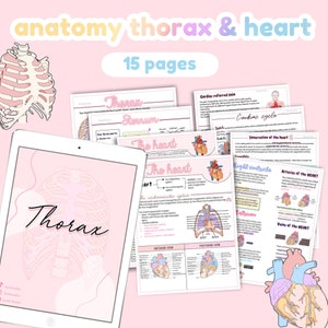 Anatomy thorax, heart notes | mediastinum, anatomy study notes