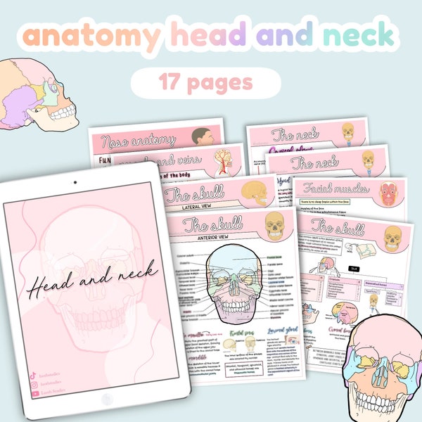 Anatomy head and neck notes, skull, muscles of the neck, face muscles, facial muscles, fetal skull