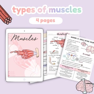 Muskeltypen Anatomie, Bewegungsapparat, vegetatives und somatisches Nervensystem | Anatomie Notizen, Studienführer