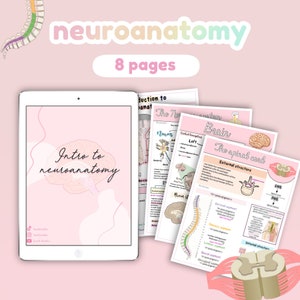 The nervous system, neuroanatomy, intro to neuroanatomy, introduction to neuroanatomy | study guide, anatomy notes