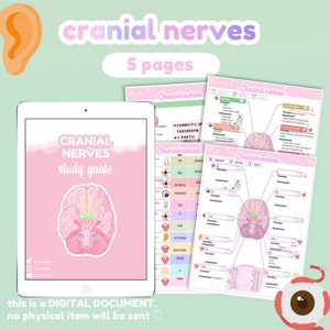 Puede incluir: Una guía de estudio digital sobre los nervios craneales, con una ilustración de un cerebro rosa. La guía incluye 5 páginas con diagramas detallados y el texto "CRANIAL NERVES study guide". La imagen también incluye el texto "this is a DIGITAL DOCUMENT. no physical item will be sent".