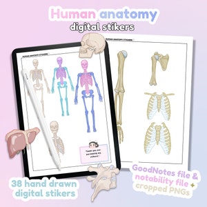 Human anatomy digital stickers | GoodNotes stickers | notability stickers | PNG File Download | Note-Taking, Planning, Study / ipad stickers