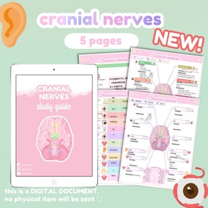 Cranial Nerves study guide + Worksheet | 5 pages | functions  | assessment