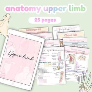 Anatomy upper limb, anatomy notes, upper extremity, study guides, study note Anatomy and physiology notes Bundle image 1