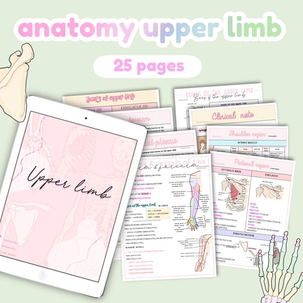 Anatomy upper limb, anatomy notes, upper extremity, study guides, study note | Anatomy and physiology notes Bundle