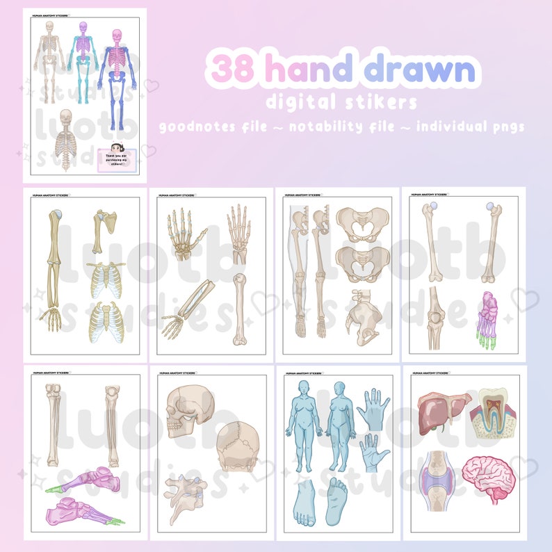 Human Anatomy Digital Stickers Goodnotes Stickers Notability Stickers