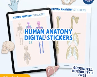 Human Anatomy Digital Stickers | Study, Planning (GoodNotes, PNG Download)