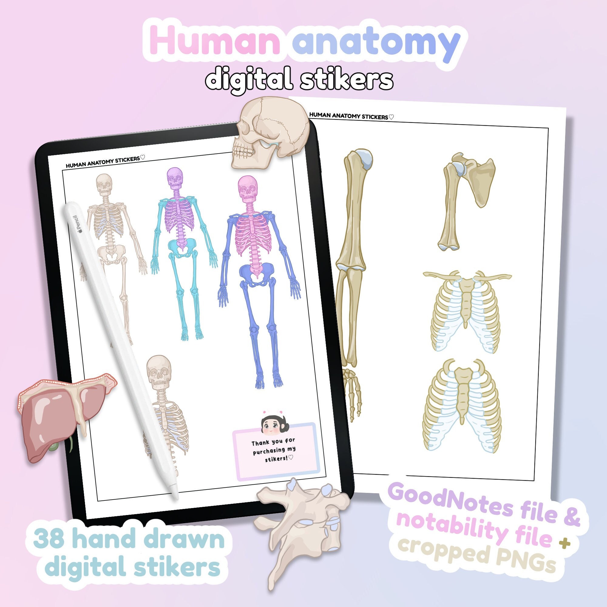 Human Anatomy Digital Stickers Goodnotes Stickers Notability Stickers PNG File Download Note