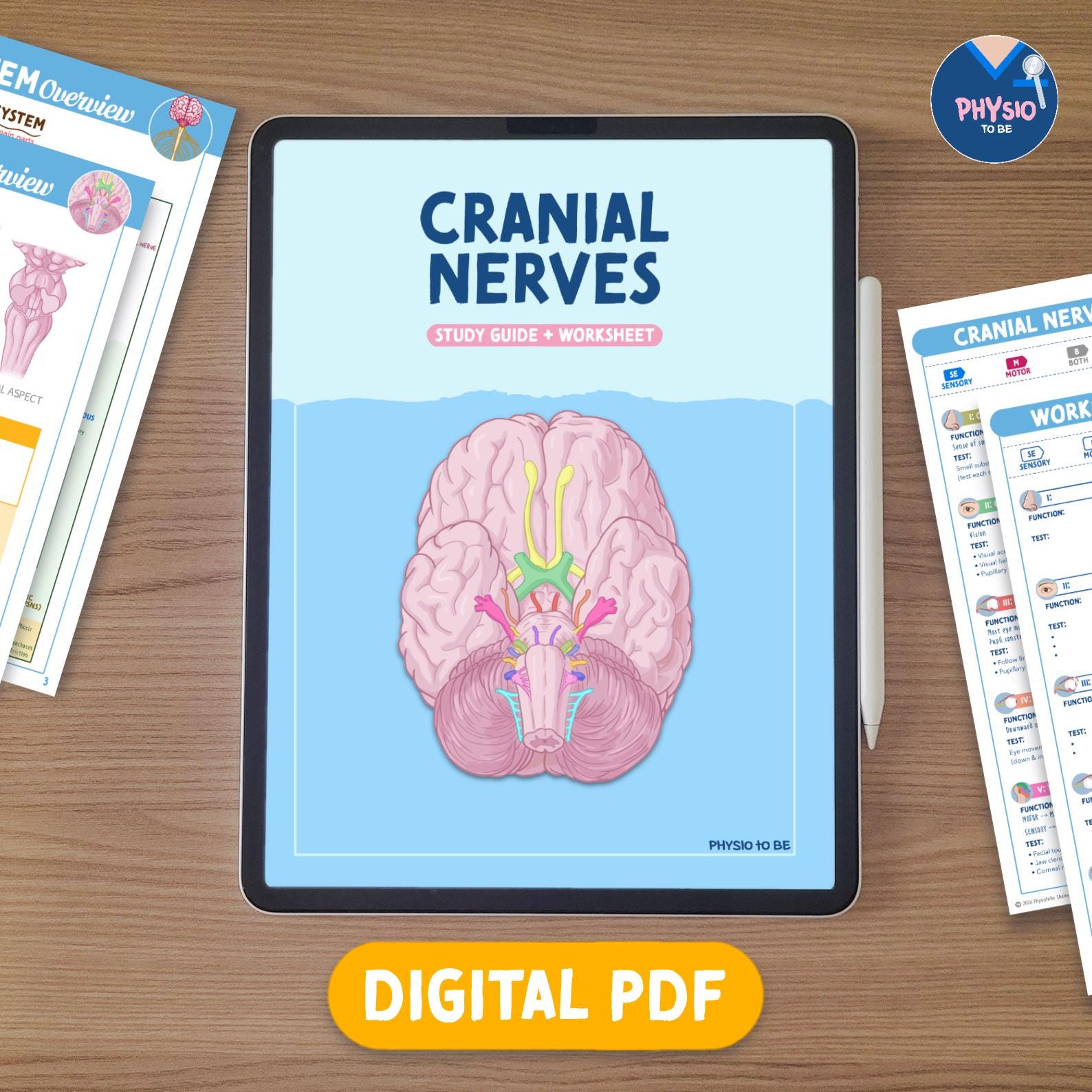Cranial Nerve Study Guide - Etsy