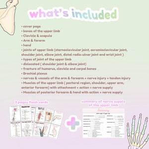 May include: A pink and green illustration of a human arm and hand with bones and muscles labeled. The image includes a list of topics covered in a study guide for the upper limb, including bones, joints, muscles, nerves, and vessels. The text "what's included" is at the top of the image. The text "3 pages flash cards" is at the bottom left of the image. The text "summary of nerve supply of the upper limb" is at the bottom right of the image.