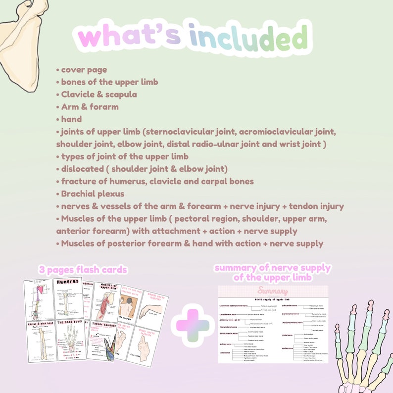 May include: A pink and green illustration of a human arm and hand with bones and muscles labeled. The image includes a list of topics covered in a study guide for the upper limb, including bones, joints, muscles, nerves, and vessels. The text "what's included" is at the top of the image. The text "3 pages flash cards" is at the bottom left of the image. The text "summary of nerve supply of the upper limb" is at the bottom right of the image.