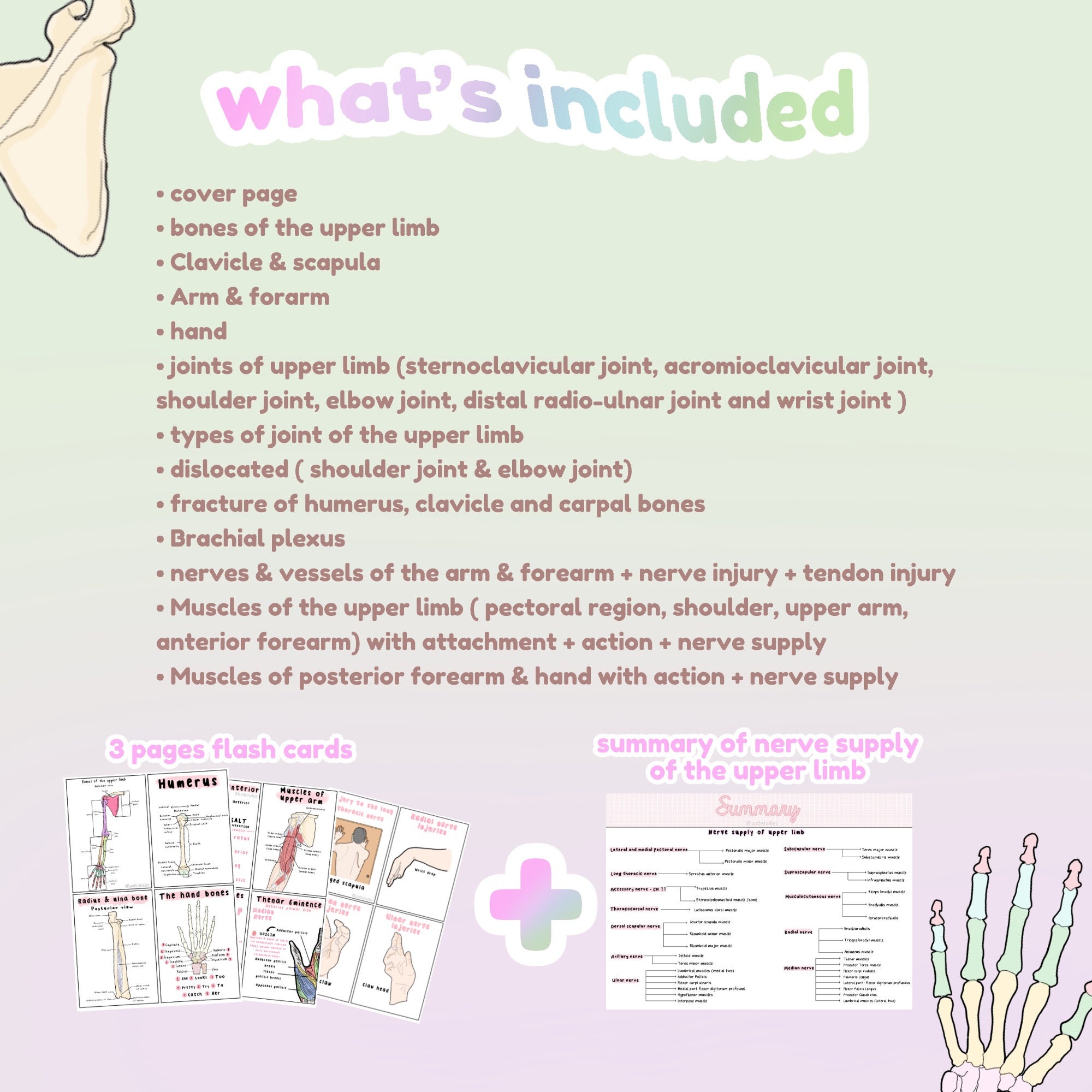 Anatomy Upper Limb, Anatomy Notes, Upper Extremity, Study Guides, Study ...