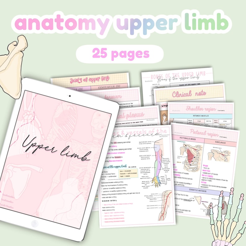 May include: A digital tablet displaying a pink and white illustration of the upper limb, with the text "Upper Limb" in a pink font. The tablet is surrounded by several pages of anatomical illustrations and notes, including diagrams of bones, muscles, and nerves. The text "anatomy upper limb" and "25 pages" are visible at the top of the image.