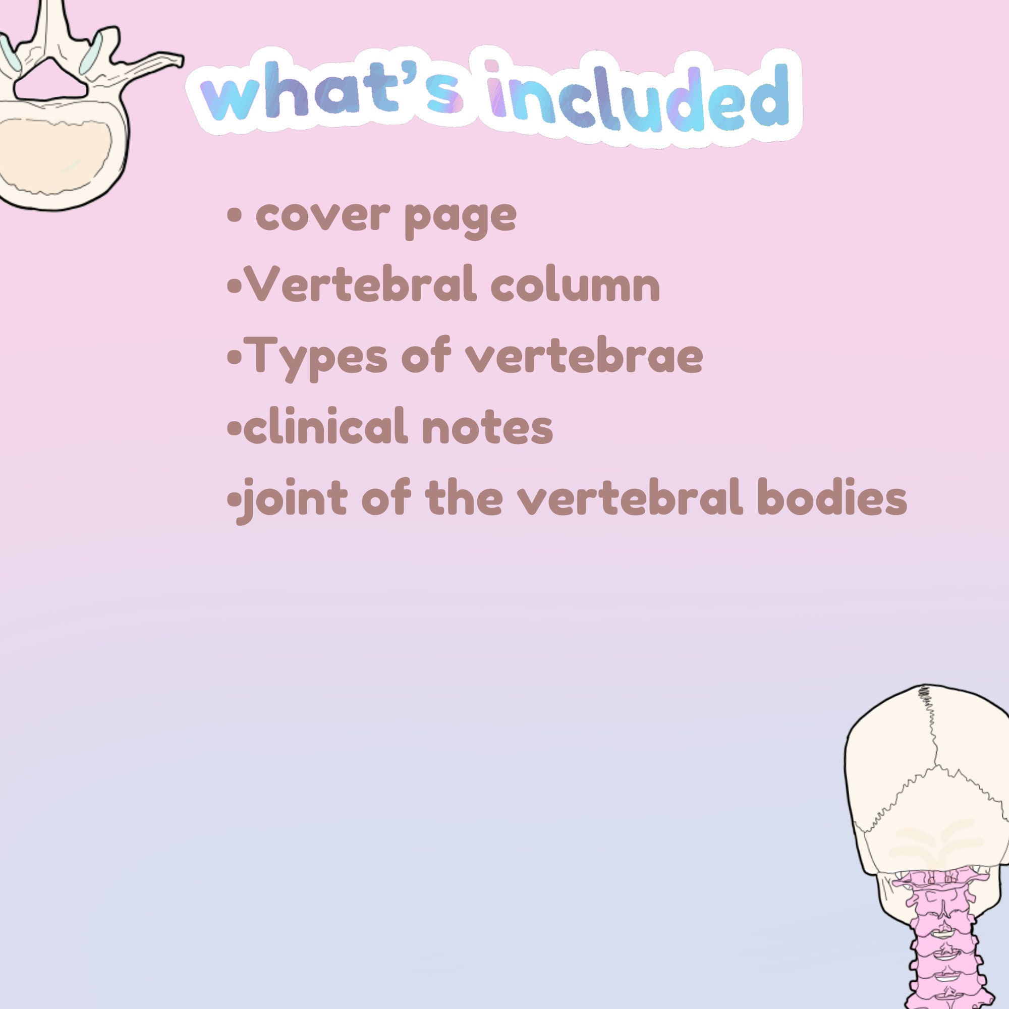 Vertebral Column Anatomy Notes - Etsy