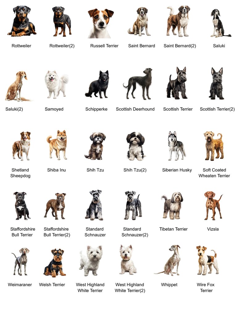 May include: A chart of 25 different dog breeds, each with a photo of a dog and the breed name. The dogs are all in a standing position and are facing the camera. The chart is organized in a grid format with five rows and five columns.