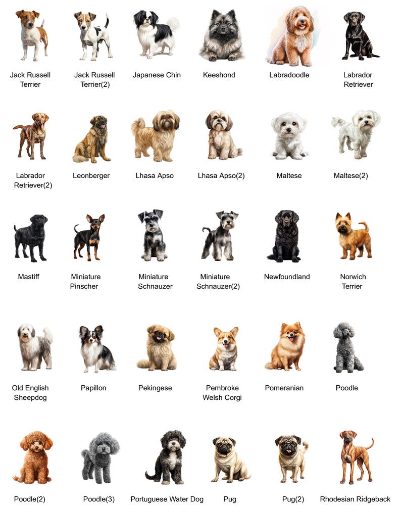 May include: A chart of 24 different dog breeds, each with a watercolor illustration of the dog. The breeds are listed below each image, with some breeds having a (2) or (3) after the name.