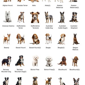 May include: A chart of 30 different dog breeds, each with a photo of a dog and the breed name. The dogs are all standing or sitting in front of a white background.