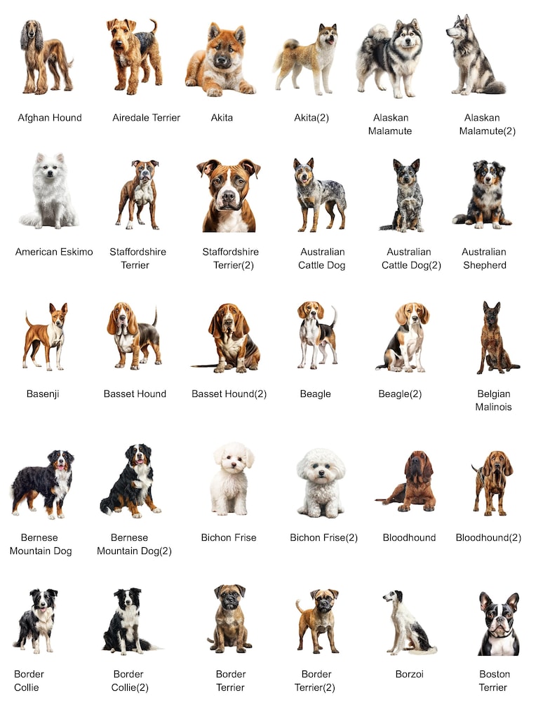 May include: A chart of 30 different dog breeds, each with a photo of a dog and the breed name. The dogs are all standing or sitting in front of a white background.