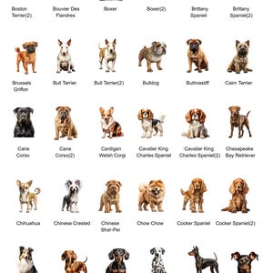 May include: A chart of 20 different dog breeds, each with a photo of a dog and the breed name. The breeds include Boston Terrier, Bouvier des Flandres, Boxer, Brittany Spaniel, Brussels Griffon, Bull Terrier, Bulldog, Bullmastiff, Cane Corso, Cardigan Welsh Corgi, Cavalier King Charles Spaniel, Chesapeake Bay Retriever, Chihuahua, Chinese Crested, Chinese Shar-Pei, Chow Chow, Cocker Spaniel, Collie, Dachshund, Dalmatian, Doberman.