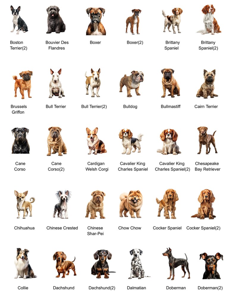 May include: A chart of 20 different dog breeds, each with a photo of a dog and the breed name. The breeds include Boston Terrier, Bouvier des Flandres, Boxer, Brittany Spaniel, Brussels Griffon, Bull Terrier, Bulldog, Bullmastiff, Cane Corso, Cardigan Welsh Corgi, Cavalier King Charles Spaniel, Chesapeake Bay Retriever, Chihuahua, Chinese Crested, Chinese Shar-Pei, Chow Chow, Cocker Spaniel, Collie, Dachshund, Dalmatian, Doberman.