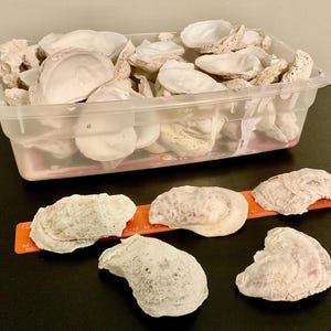 May include: A collection of white oyster shells stored in a clear plastic rectangular container, with four additional shells placed in front next to an orange ruler measuring approximately 6 inches in length, showing the scale of the shells.