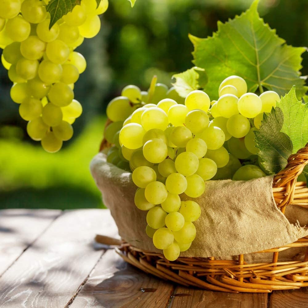 Table Grape White 7580cm In 3L Pot Indoor Outdoor Decorative Etsy