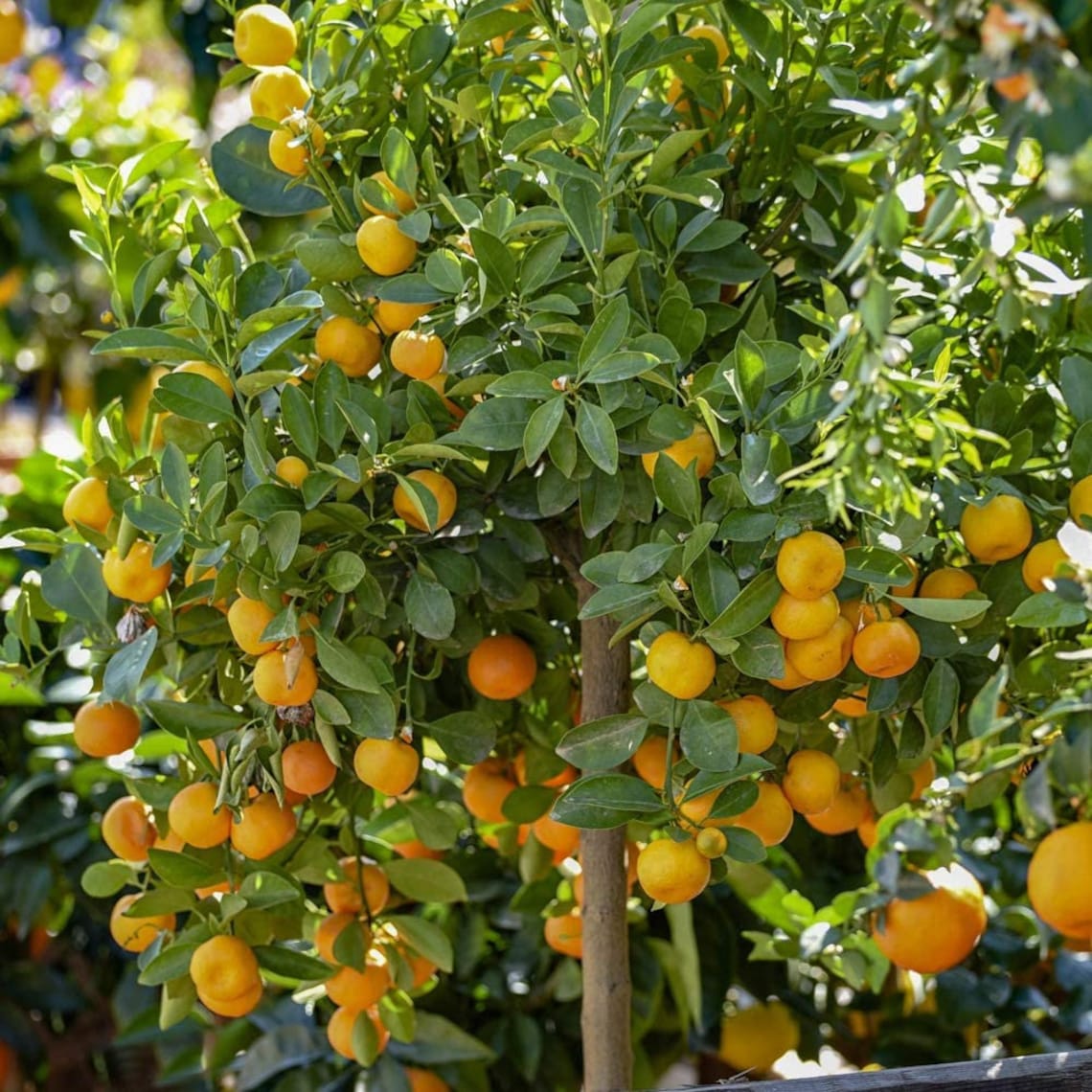 Citrus Calamondin Panama Orange Tree 9 Cm Pot Indoor