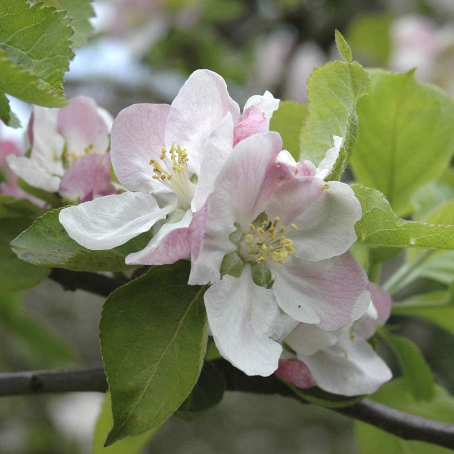 Braeburn Apple Patio Fruit Tree Bare Root 1.2m Tall Indoor Etsy