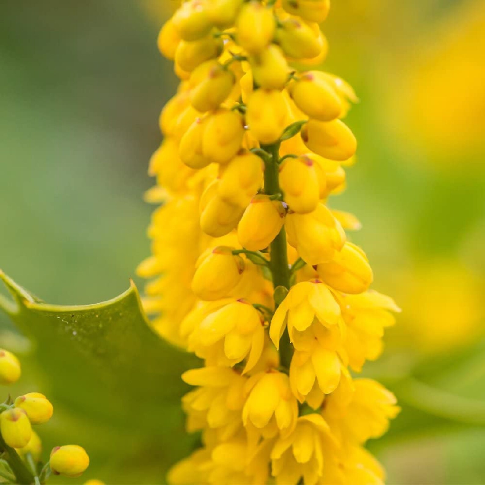 Mahonia Yields Fragrant Yellow Flowers and Spikey Foliage In Etsy