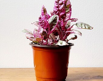 Snow White Waffle Plant Etsy